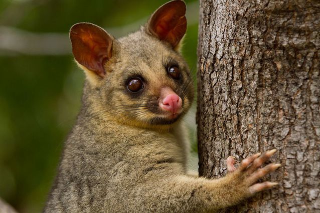 https://media.mnn.com/assets/images/2017/01/Brushtail-Possum-Tree-Trunk.jpg.638x0_q80_crop-smart.jpg