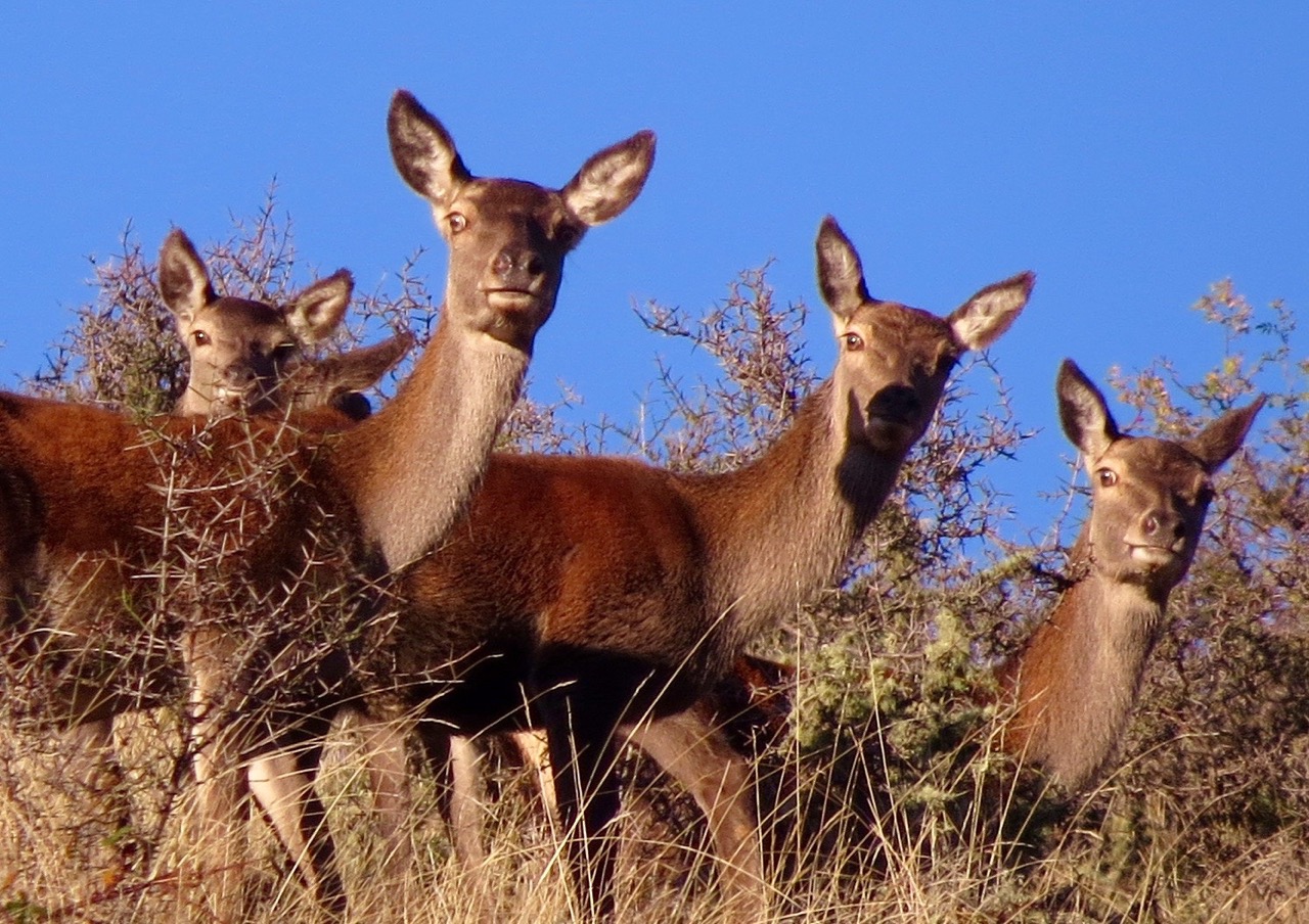 What Vegetation Do Deer Eat