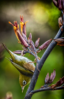 , What is a “Native Species?” – a Feral Stray Australian?