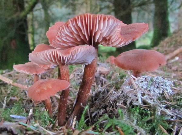 https://www.first-nature.com/fungi/images/hydnangiaceae/laccaria-bicolor1.jpg