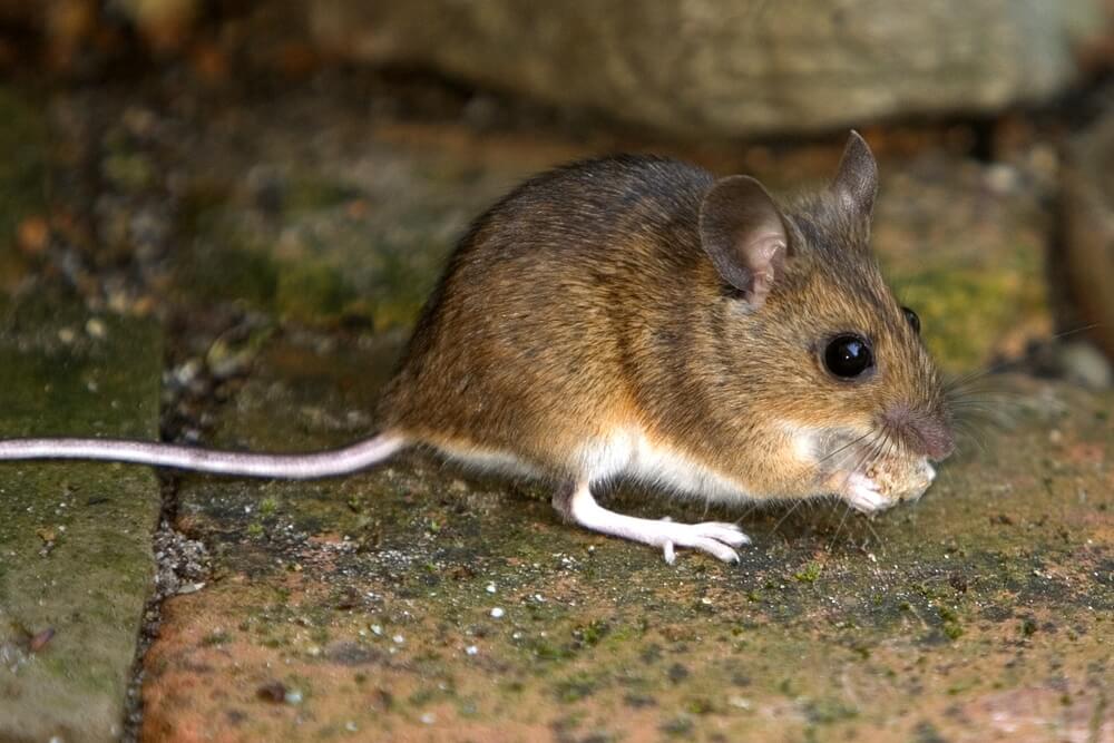 https://www.thepestdoctor.uk/wp-content/uploads/2017/10/house-mouse.jpg