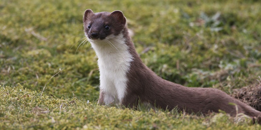 http://elelur.com/data_images/mammals/stoat/stoat-07.jpg