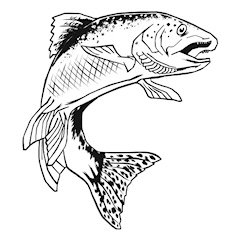 hand-drawn-trout-fish-art-vector-42948811.jpeg