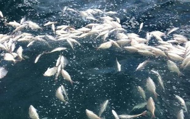 eight_col_original_DeadFish1_16x10.jpg