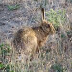 CORANZ, Council of Outdoor Recreation Associations of NZ