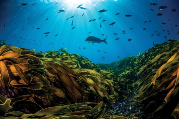 CORANZ, Council of Outdoor Recreation Associations of NZ