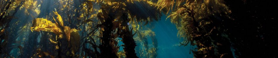 CORANZ, Council of Outdoor Recreation Associations of NZ