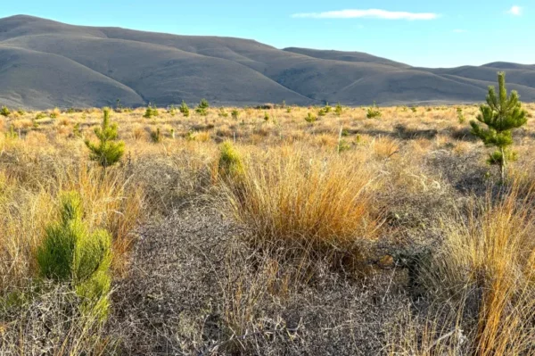 CORANZ, Council of Outdoor Recreation Associations of NZ