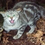 CORANZ, Council of Outdoor Recreation Associations of NZ