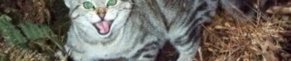 CORANZ, Council of Outdoor Recreation Associations of NZ