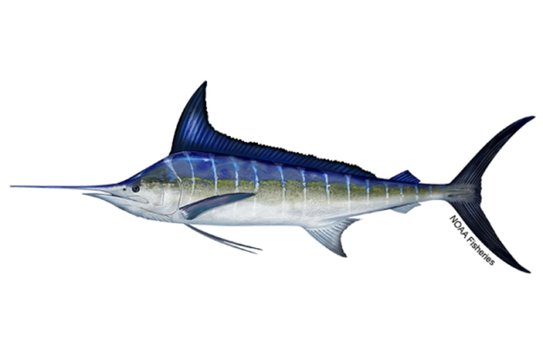 CORANZ, Council of Outdoor Recreation Associations of NZ