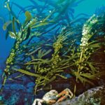 CORANZ, Council of Outdoor Recreation Associations of NZ