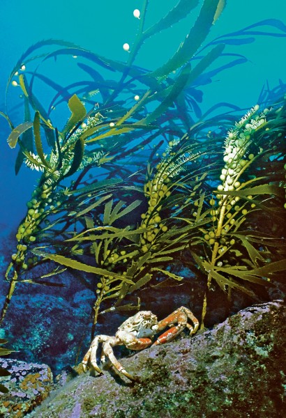 CORANZ, Council of Outdoor Recreation Associations of NZ