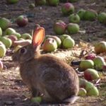 CORANZ, Council of Outdoor Recreation Associations of NZ