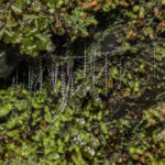 CORANZ, Council of Outdoor Recreation Associations of NZ