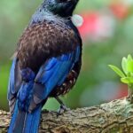 CORANZ, Council of Outdoor Recreation Associations of NZ