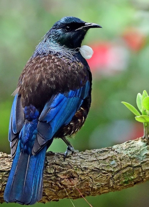 CORANZ, Council of Outdoor Recreation Associations of NZ