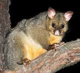 CORANZ, Council of Outdoor Recreation Associations of NZ