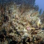 CORANZ, Council of Outdoor Recreation Associations of NZ