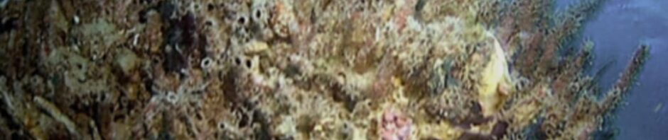 CORANZ, Council of Outdoor Recreation Associations of NZ