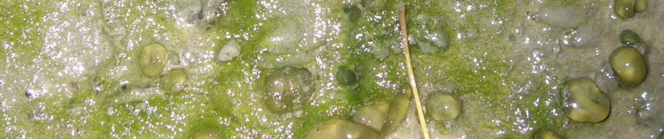 CORANZ, Council of Outdoor Recreation Associations of NZ