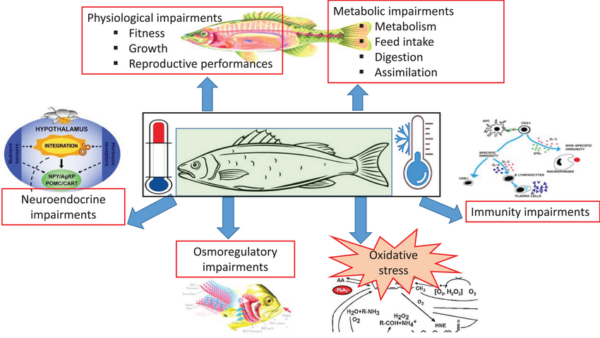 CORANZ, Council of Outdoor Recreation Associations of NZ