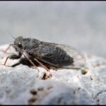 CORANZ, Council of Outdoor Recreation Associations of NZ