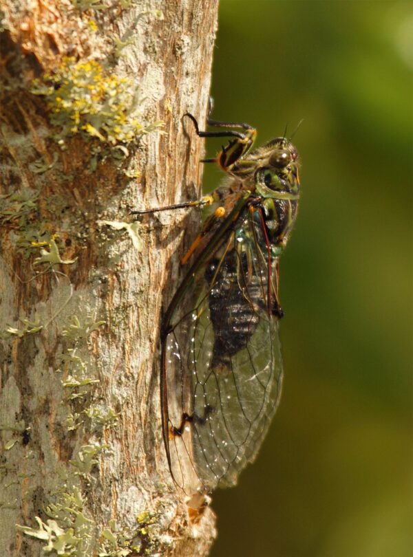 CORANZ, Council of Outdoor Recreation Associations of NZ