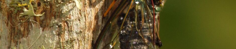 CORANZ, Council of Outdoor Recreation Associations of NZ