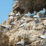 CORANZ, Council of Outdoor Recreation Associations of NZ