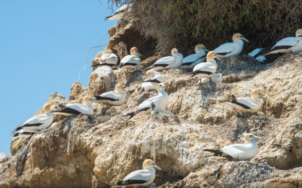 CORANZ, Council of Outdoor Recreation Associations of NZ