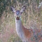 CORANZ, Council of Outdoor Recreation Associations of NZ