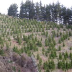 CORANZ, Council of Outdoor Recreation Associations of NZ