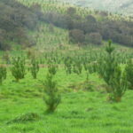 CORANZ, Council of Outdoor Recreation Associations of NZ