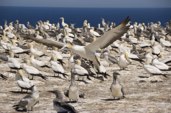 CORANZ, Council of Outdoor Recreation Associations of NZ