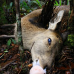 CORANZ, Council of Outdoor Recreation Associations of NZ