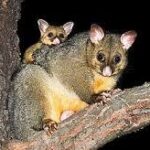 CORANZ, Council of Outdoor Recreation Associations of NZ