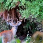 CORANZ, Council of Outdoor Recreation Associations of NZ