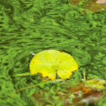 CORANZ, Council of Outdoor Recreation Associations of NZ