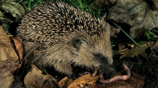 european-hedgehog-eating-a-common-earthworm-alamy-e1re43-buiten-beeld.jpeg