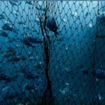 CORANZ, Council of Outdoor Recreation Associations of NZ