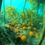 CORANZ, Council of Outdoor Recreation Associations of NZ