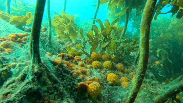 CORANZ, Council of Outdoor Recreation Associations of NZ