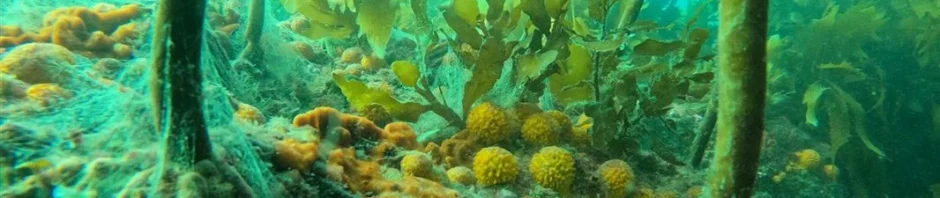 CORANZ, Council of Outdoor Recreation Associations of NZ