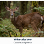 CORANZ, Council of Outdoor Recreation Associations of NZ