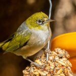 CORANZ, Council of Outdoor Recreation Associations of NZ