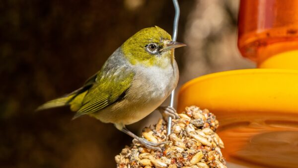 CORANZ, Council of Outdoor Recreation Associations of NZ