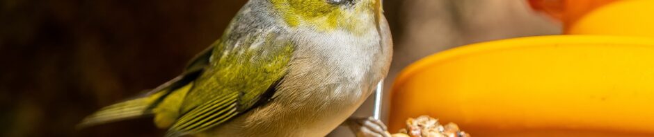 CORANZ, Council of Outdoor Recreation Associations of NZ