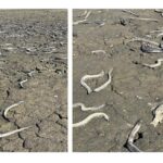 CORANZ, Council of Outdoor Recreation Associations of NZ