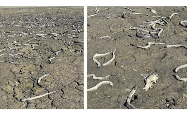 CORANZ, Council of Outdoor Recreation Associations of NZ